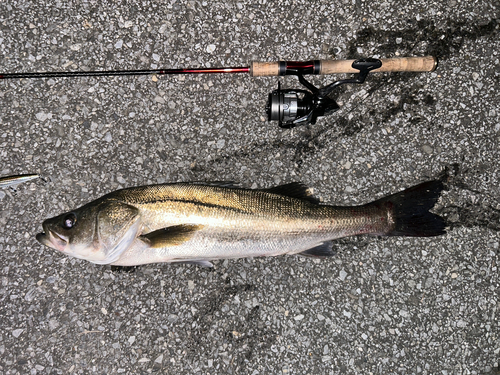 シーバスの釣果