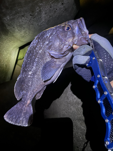 クロソイの釣果