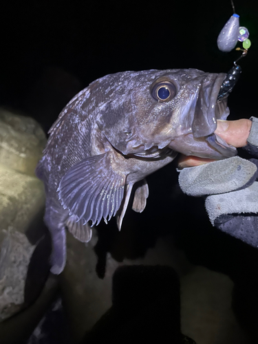 クロソイの釣果