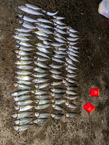 アジの釣果