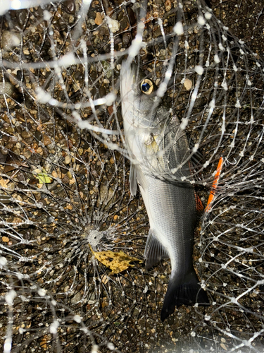 セイゴ（ヒラスズキ）の釣果