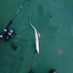 タチウオの釣果