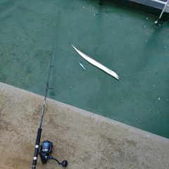 タチウオの釣果