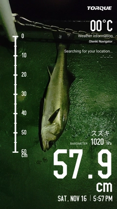 シーバスの釣果