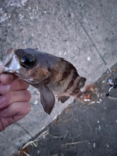 メバルの釣果