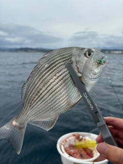 ヘダイの釣果