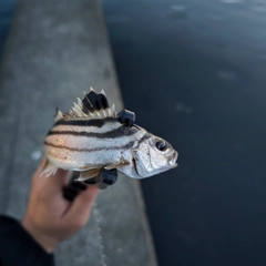 コトヒキの釣果