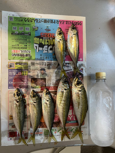 アジの釣果