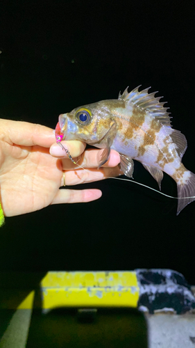 メバルの釣果