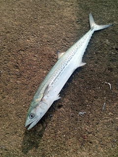 サゴシの釣果