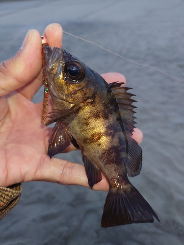 シロメバルの釣果