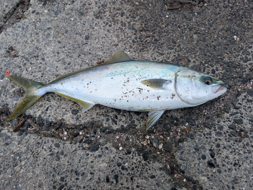 イナダの釣果