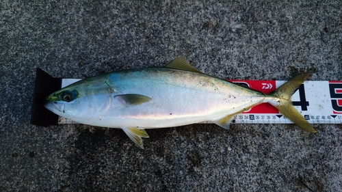 イナダの釣果