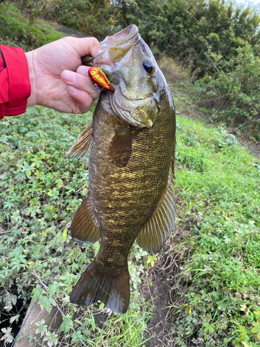 スモールマウスバスの釣果