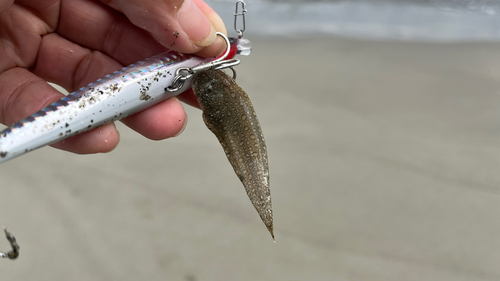 シタビラメの釣果