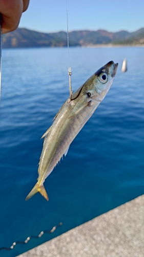 ムロアジの釣果