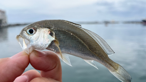 イシモチの釣果