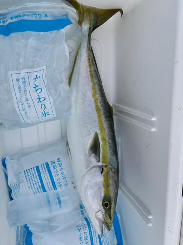 ワラサの釣果