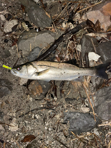 フッコ（マルスズキ）の釣果