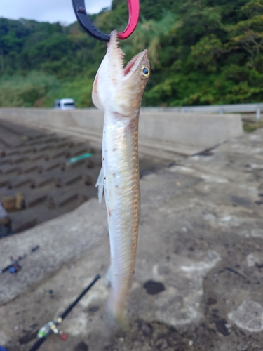 エソの釣果