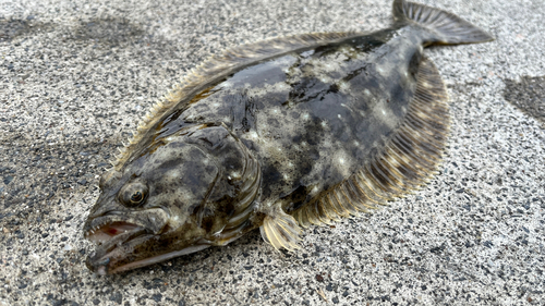 ヒラメの釣果