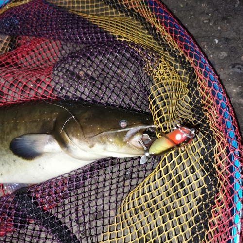 ナマズの釣果