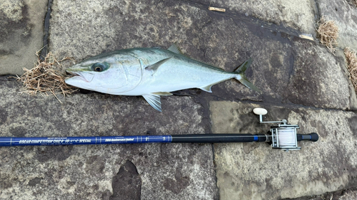 ヤズの釣果