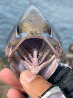 イシフエダイの釣果