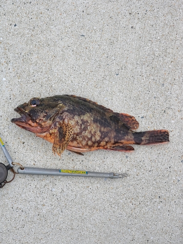 カサゴの釣果