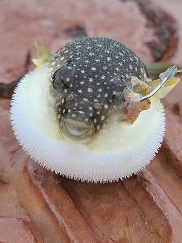 フグの釣果