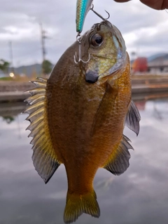 ブルーギルの釣果