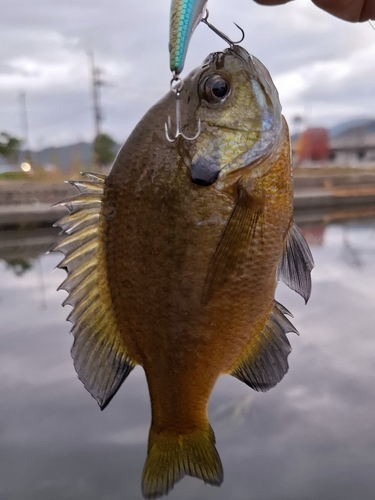 ブルーギルの釣果