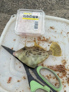 カワハギの釣果