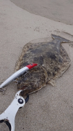 ヒラメの釣果