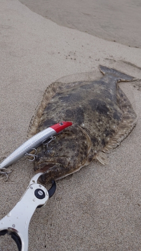 ヒラメの釣果