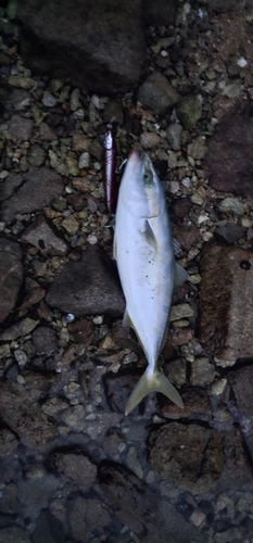 ヤズの釣果