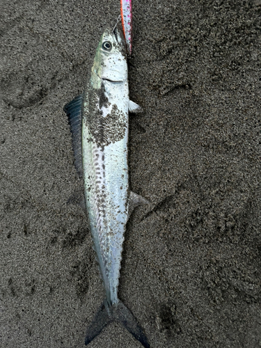 野積海岸