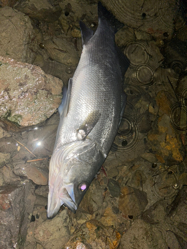 ヒラスズキの釣果