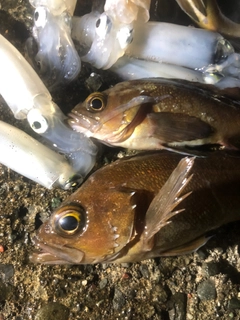 マメイカの釣果