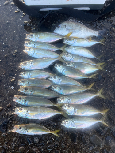 アジの釣果