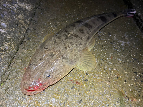 マゴチの釣果