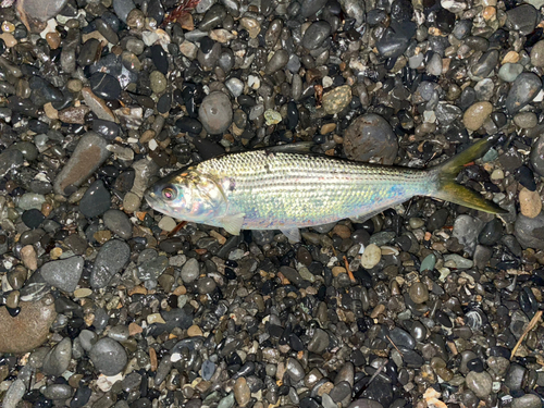 コノシロの釣果