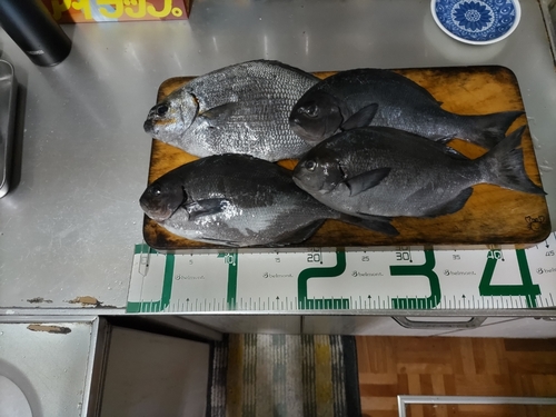 オナガグレの釣果