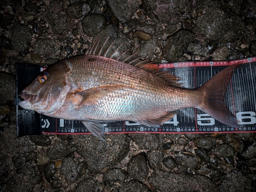 マダイの釣果