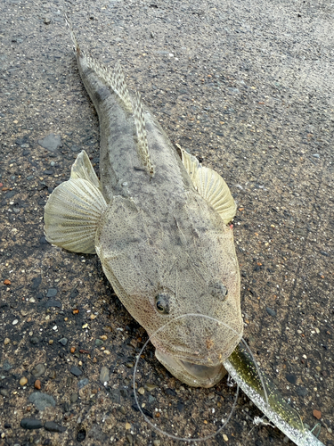 マゴチの釣果