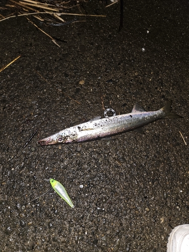 カマスの釣果