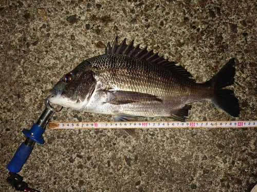 クロダイの釣果