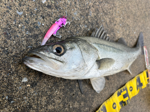 シーバスの釣果