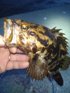 タケノコメバルの釣果