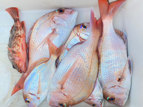 マダイの釣果